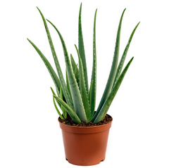 Αλόη Βέρα – Aloe Vera