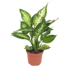 Ντιφενμπάχια – Dieffenbachia