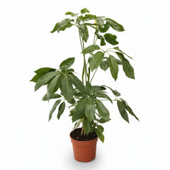 Σεφλέρα ακτινόφυλλη Schefflera actinophylla