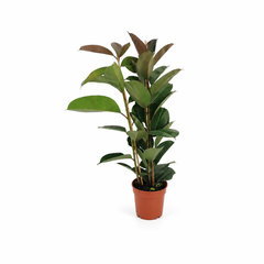 Φίκος Ελάστικα (Ficus Elastica)