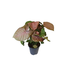 Συγγώνιο – Syngonium