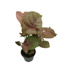 Συγγώνιο – Syngonium