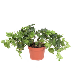 Κισσός – Hedera Helix