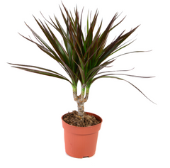 Δράκαινα – Dracaena