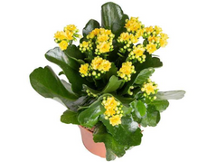Καλαγχόη – Kalanchoe