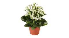Καλαγχόη – Kalanchoe