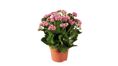 Καλαγχόη – Kalanchoe