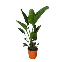Στρελίτσια – Strelitzia