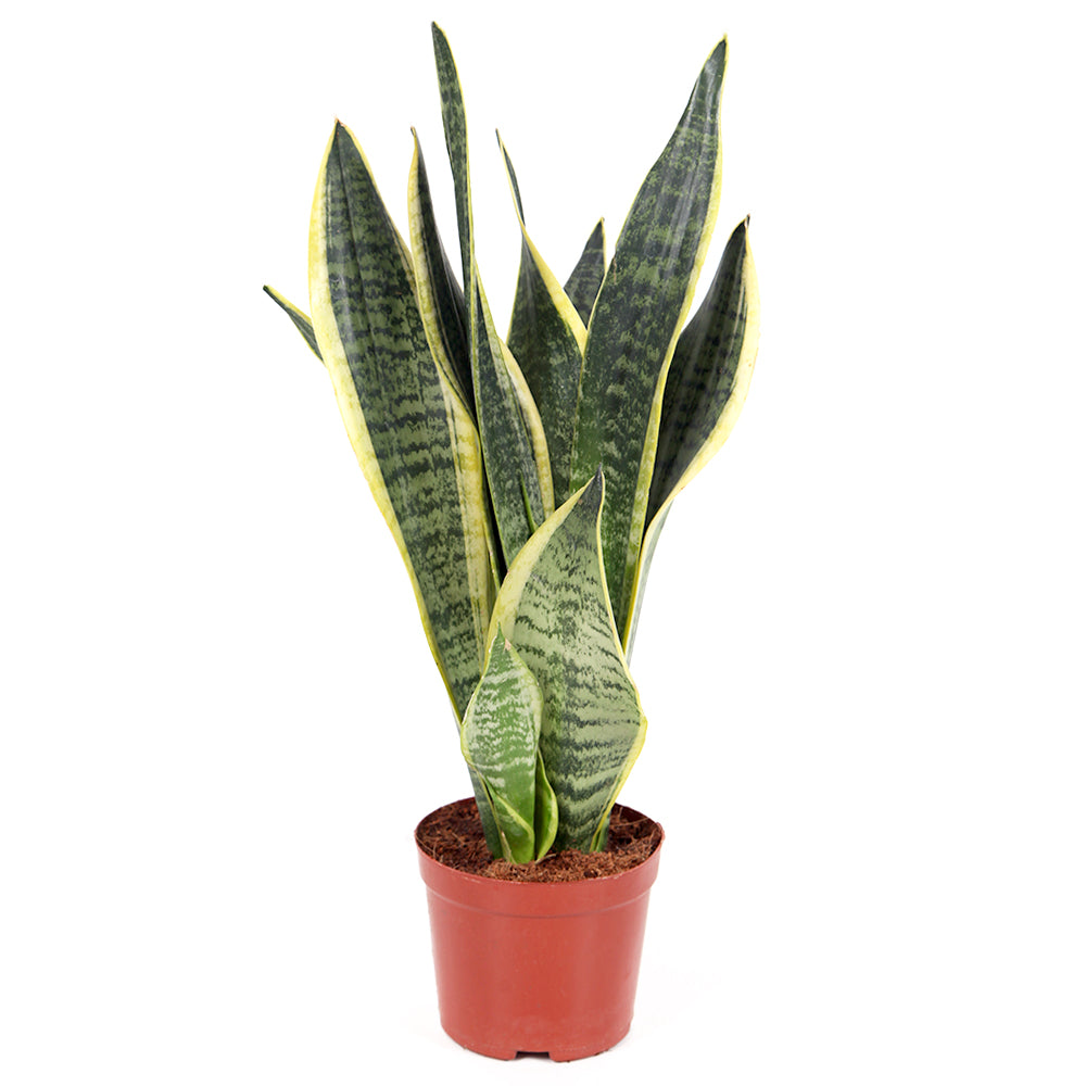 Σανσιβέρια – Sansevieria