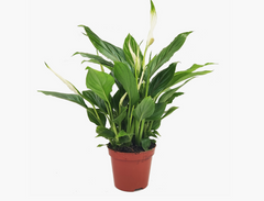 Σπαθίφυλλο – Spathiphyllum