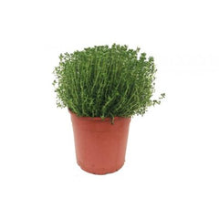 Λεμονοθύμαρο – Lemon Thyme