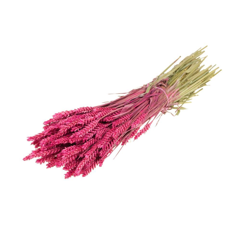 Στάχυ Fuchsia