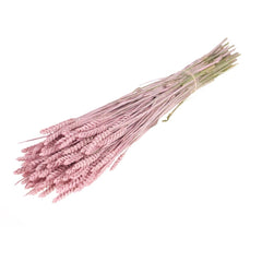 Στάχυ Pink