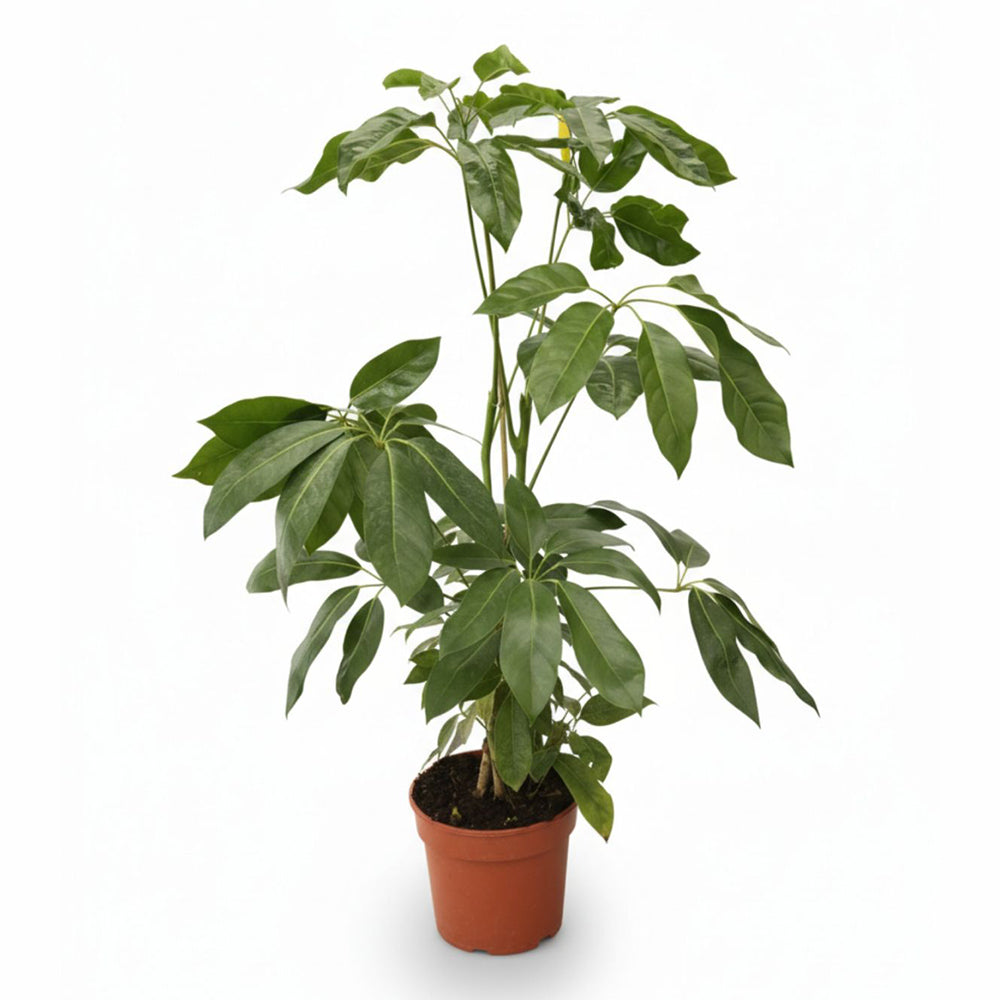 Σεφλέρα ακτινόφυλλη Schefflera actinophylla