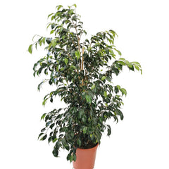 Φίκος Μπέντζαμιν – Ficus Benjamina