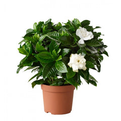 Γαρδένια – Gardenia