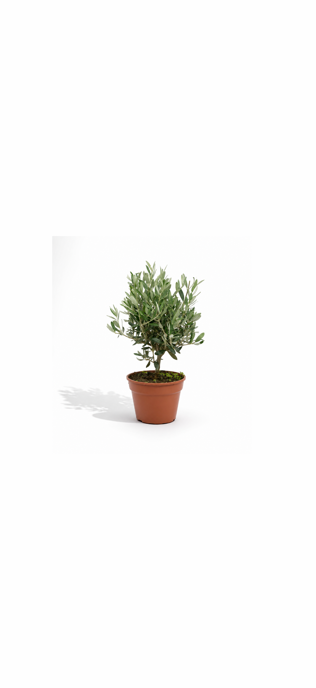 Ελιά (Olea Europaea) σε Γλάστρα – Μεσογειακή Κομψότητα