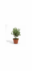 Ελιά (Olea Europaea) σε Γλάστρα – Μεσογειακή Κομψότητα