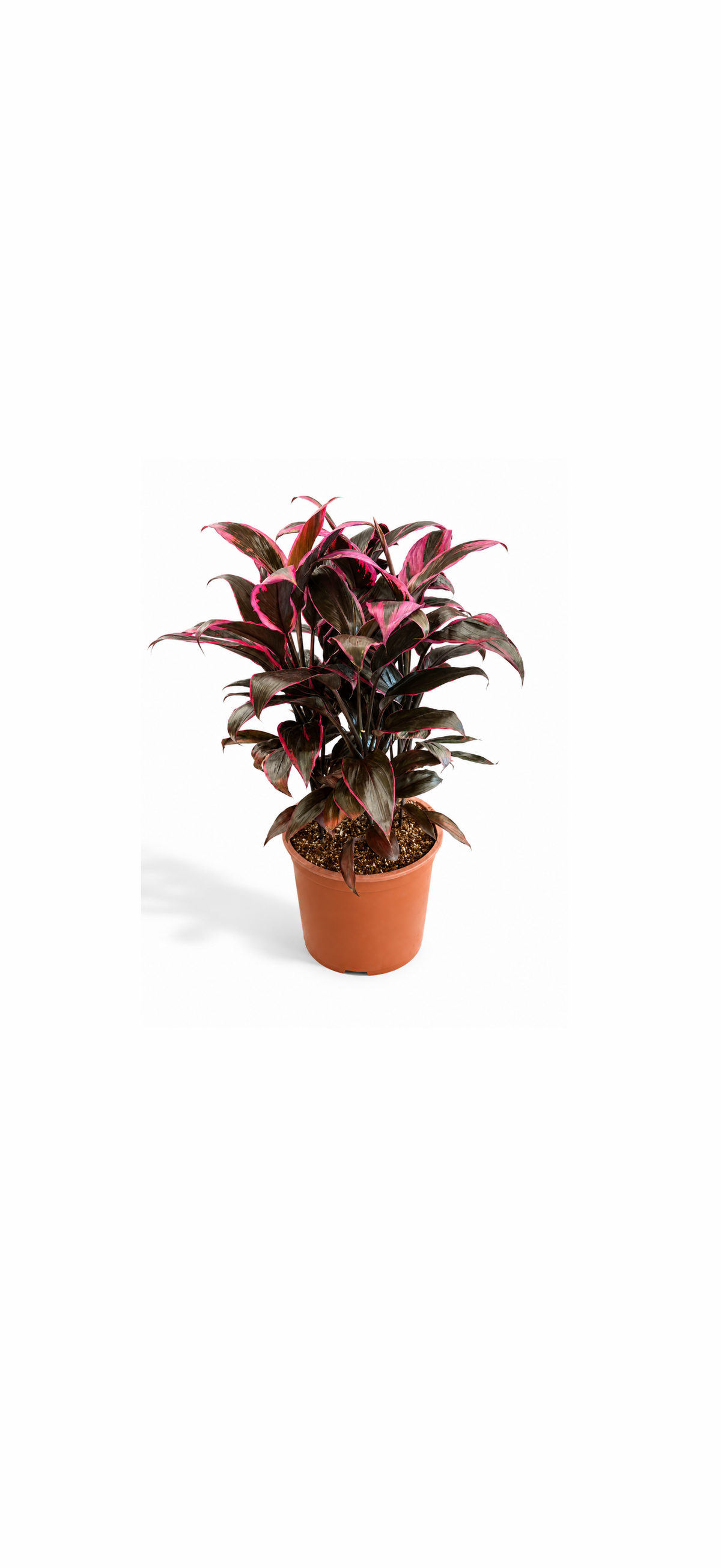 Κορδελίνι (Cordyline) – Τροπικό Φυτό Εσωτερικού Χώρου