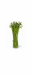 Lucky Bamboo