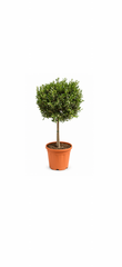 Ελιά Κορμός Μπάλα – Olea Europaea