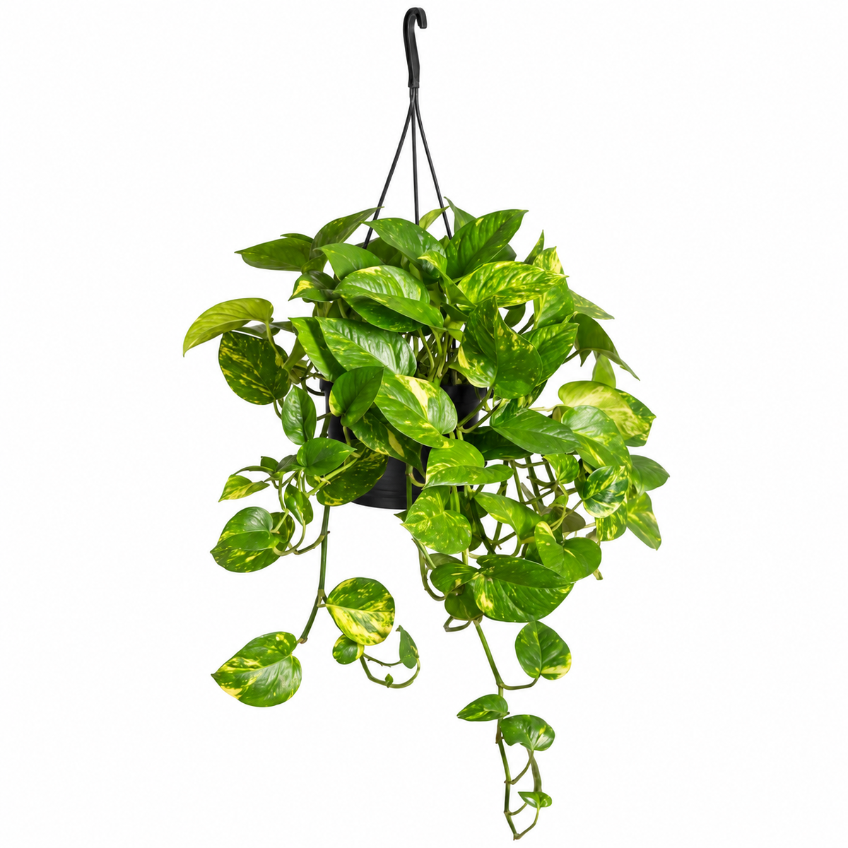 Πόθος Κρεμαστός Epipremnum aureum