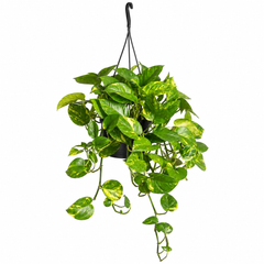 Πόθος Κρεμαστός Epipremnum aureum