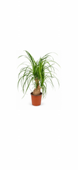 Νολίνα – Beaucarnea Recurvata
