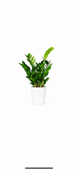Ζάμια (Zamioculcas)
