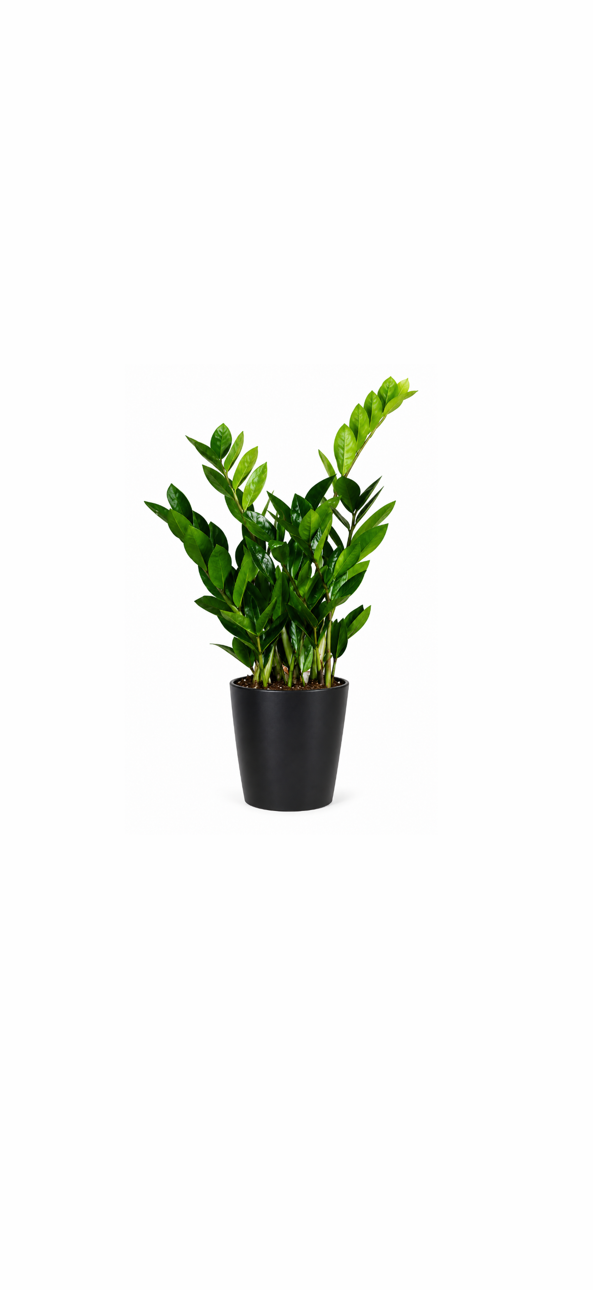 Ζάμια (Zamioculcas)