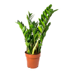 Ζάμια – Zamioculcas
