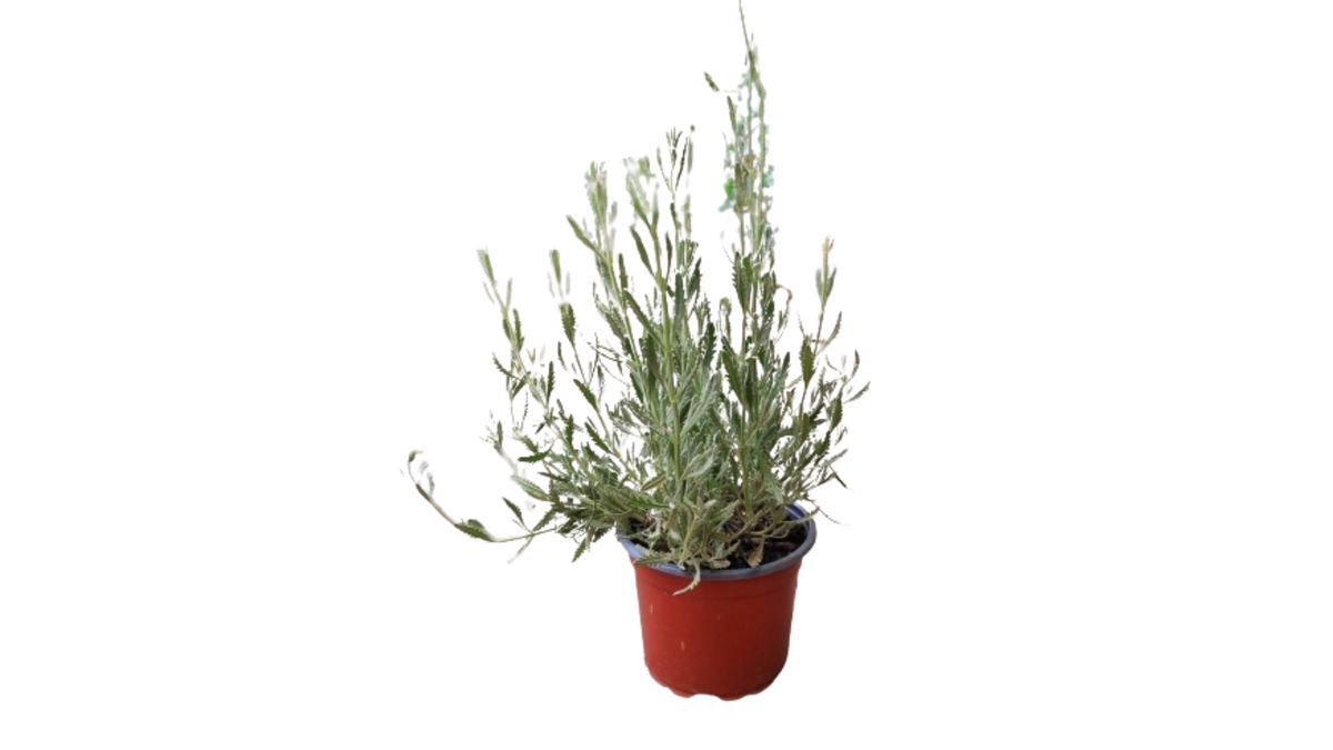 Λεβάντα (Lavandula)