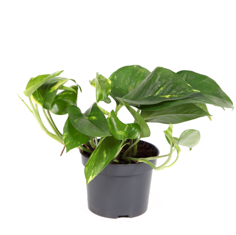Πόθος – Pothos