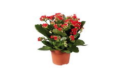 Καλαγχόη – Kalanchoe