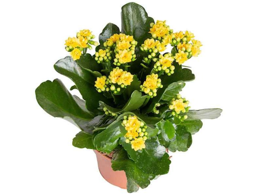 Καλαγχόη – Kalanchoe