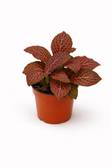 Φυτόνια – Fittonia Mix