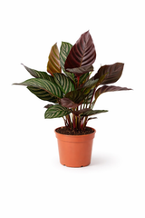 Καλαθέα Calathea Ornata