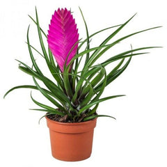 Τιλάντσια Ροζ – Tillandsia Cyanea